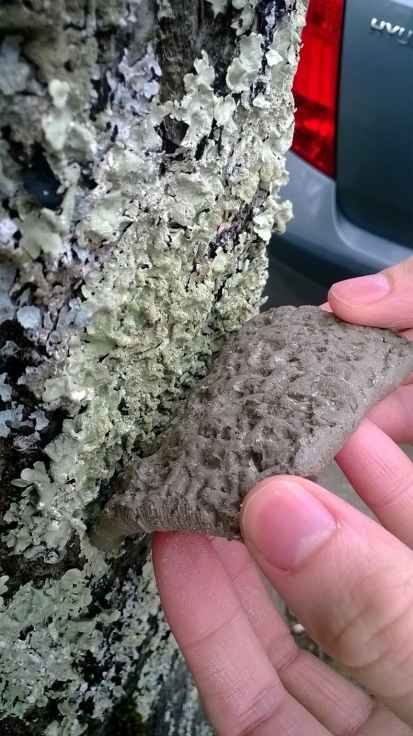 Lichen with clay tile peeling off 2